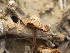  ( - FDS-CA-03801)  @11 [ ] by-nc (2024) Stu Pickell Fungal Diversity Survey