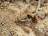  (Conocybe sp. CA14 - FDS-CA-03801)  @11 [ ] by-nc (2024) Stu Pickell Fungal Diversity Survey