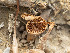  ( - FDS-CA-03801)  @11 [ ] by-nc (2024) Stu Pickell Fungal Diversity Survey