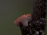  ( - FDS-CA-03817)  @11 [ ] by-nc (2024) Stu Pickell Fungal Diversity Survey