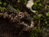  (Tarzetta sp. CA06 - FDS-CA-03826)  @11 [ ] by-nc (2024) Stu Pickell Fungal Diversity Survey
