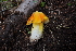  ( - FDS-CA-04215)  @11 [ ] by-nc (2024) Fresno Mycology Society Fungal Diversity Survey