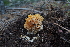  ( - FDS-CA-04219)  @11 [ ] by-nc (2024) Fresno Mycology Society Fungal Diversity Survey