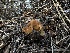  ( - FDS-CA-01649)  @11 [ ] c (2024) Rudy Diaz Fungal Diversity Survey