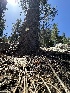  ( - FDS-CA-01649)  @11 [ ] c (2024) Rudy Diaz Fungal Diversity Survey