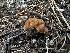  ( - FDS-CA-01649)  @11 [ ] c (2024) Rudy Diaz Fungal Diversity Survey