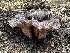  ( - FDS-CA-01674)  @11 [ ] c (2024) Rudy Diaz Fungal Diversity Survey