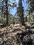  ( - FDS-CA-01674)  @11 [ ] c (2024) Rudy Diaz Fungal Diversity Survey
