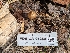  ( - FDS-CA-05289)  @11 [ ] c (2024) Andrew Claassen Fungal Diversity Survey