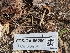 ( - FDS-CA-05289)  @11 [ ] c (2024) Andrew Claassen Fungal Diversity Survey