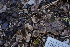  ( - FDS-CA-04220)  @11 [ ] by-nc (2024) Fresno Mycology Society Fungal Diversity Survey