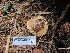  (Clitopaxillus sp. PNW01 - FDS-CA-04227)  @11 [ ] by-nc (2024) Fresno Mycology Society Fungal Diversity Survey