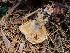  ( - FDS-CA-04227)  @11 [ ] by-nc (2024) Fresno Mycology Society Fungal Diversity Survey