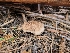  ( - FDS-CA-04227)  @11 [ ] by-nc (2024) Fresno Mycology Society Fungal Diversity Survey