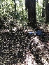  ( - FDS-CA-03373)  @11 [ ] by (2024) Justin Paulin Fungal Diversity Survey