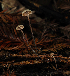  (Paragymnopus sequoiae - FDS-CA-03369)  @11 [ ] by (2024) Justin Paulin Fungal Diversity Survey
