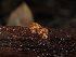  ( - FDS-CA-03373)  @11 [ ] by (2024) Justin Paulin Fungal Diversity Survey