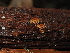  ( - FDS-CA-03373)  @11 [ ] by (2024) Justin Paulin Fungal Diversity Survey