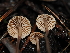  ( - FDS-CA-03369)  @11 [ ] by (2024) Justin Paulin Fungal Diversity Survey