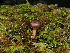  (Inocybe stuntzii - FDS-CA-03356)  @11 [ ] by (2024) Justin Paulin Fungal Diversity Survey