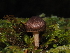  ( - FDS-CA-03356)  @11 [ ] by (2024) Justin Paulin Fungal Diversity Survey