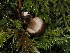  ( - FDS-CA-03356)  @11 [ ] by (2024) Justin Paulin Fungal Diversity Survey