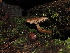  ( - FDS-CA-04691)  @11 [ ] by (2024) Justin Paulin Fungal Diversity Survey