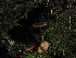  ( - FDS-CA-04691)  @11 [ ] by (2024) Justin Paulin Fungal Diversity Survey
