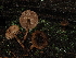  ( - FDS-CA-04691)  @11 [ ] by (2024) Justin Paulin Fungal Diversity Survey
