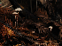  ( - FDS-CA-03369)  @11 [ ] by (2024) Justin Paulin Fungal Diversity Survey