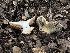  ( - FDS-CA-01659)  @11 [ ] c (2024) Rudy Diaz Fungal Diversity Survey
