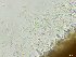  ( - FDS-CA-01627)  @11 [ ] c (2024) Rudy Diaz Fungal Diversity Survey