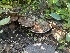  ( - FDS-CA-00128)  @11 [ ] by-nc (2024) Taye Bright Fungal Diversity Survey