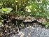  ( - FDS-CA-00128)  @11 [ ] by-nc (2024) Taye Bright Fungal Diversity Survey