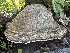  ( - FDS-CA-00128)  @11 [ ] by-nc (2024) Taye Bright Fungal Diversity Survey