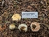  (Agaricus sp. CA09 - FDS-CA-04233)  @11 [ ] by-nc (2024) Fresno Mycology Society Fungal Diversity Survey