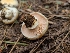  ( - FDS-CA-04233)  @11 [ ] by-nc (2024) Fresno Mycology Society Fungal Diversity Survey