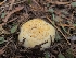  ( - FDS-CA-04233)  @11 [ ] by-nc (2024) Fresno Mycology Society Fungal Diversity Survey