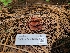  (Gymnopus sp. PNW01 - FDS-CA-04235)  @11 [ ] by-nc (2024) Fresno Mycology Society Fungal Diversity Survey