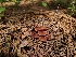  ( - FDS-CA-04235)  @11 [ ] by-nc (2024) Fresno Mycology Society Fungal Diversity Survey
