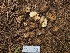  (Rhizopogon olivaceotinctus - FDS-CA-04236)  @11 [ ] by-nc (2024) Fresno Mycology Society Fungal Diversity Survey