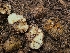 ( - FDS-CA-04236)  @11 [ ] by-nc (2024) Fresno Mycology Society Fungal Diversity Survey