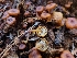 ( - FDS-CA-04238)  @11 [ ] by-nc (2024) Fresno Mycology Society Fungal Diversity Survey