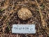  (Handkea - FDS-CA-04239)  @11 [ ] by-nc (2024) Fresno Mycology Society Fungal Diversity Survey