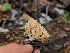  ( - FDS-CA-04241)  @11 [ ] by-nc (2024) Fresno Mycology Society Fungal Diversity Survey