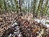  ( - FDS-CA-04241)  @11 [ ] by-nc (2024) Fresno Mycology Society Fungal Diversity Survey