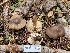  ( - FDS-CA-04242)  @11 [ ] by-nc (2024) Fresno Mycology Society Fungal Diversity Survey