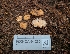  (Hydnotrya variiformis - FDS-CA-04230)  @11 [ ] by-nc (2024) Fresno Mycology Society Fungal Diversity Survey