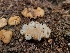  ( - FDS-CA-04230)  @11 [ ] by-nc (2024) Fresno Mycology Society Fungal Diversity Survey