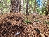  ( - FDS-CA-04230)  @11 [ ] by-nc (2024) Fresno Mycology Society Fungal Diversity Survey